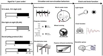 Chronic Exposure to Dim Light at Night or Irregular Lighting Conditions Impact Circadian Behavior, Motor Coordination, and Neuronal Morphology